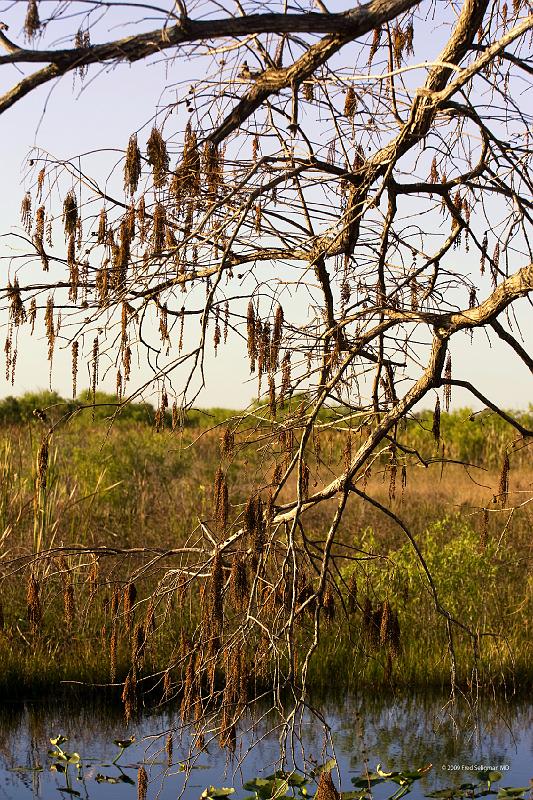 20090220_171345 D3 P1 3400x5100 srgb.jpg - Loxahatchee National Wildlife Preserve